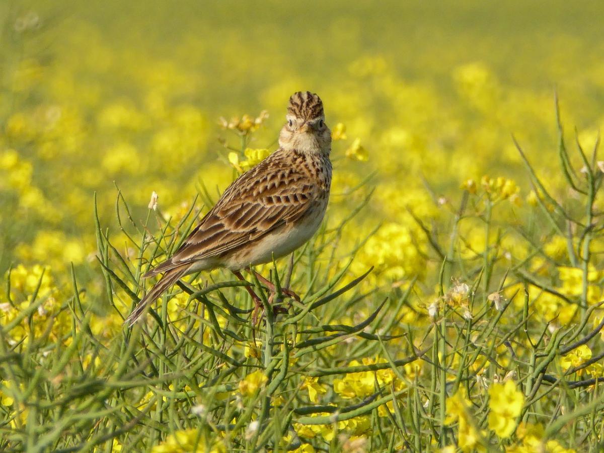 skylark-3427223 1280 skylark-3427223 1280